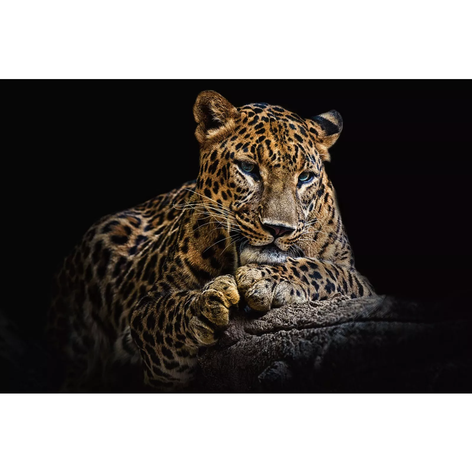 Wanddecoratie Panter - Liggend